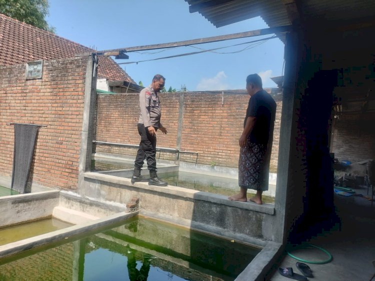 Polsek Porong Dukung Budidaya Mujaer Lewat Program P2B