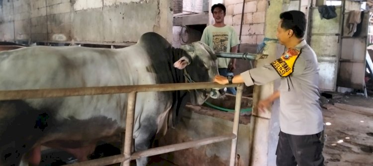 Program Polisi Cinta Petani: Polsek Krembung Bantu Perawatan Peternakan Sapi