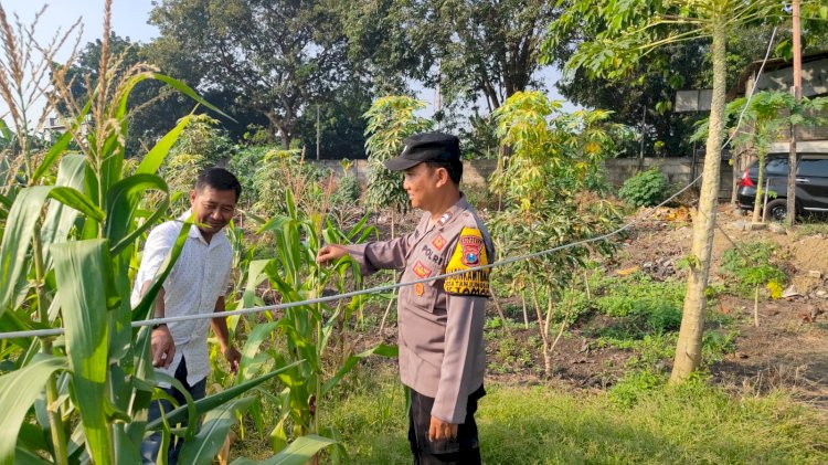 Bhabinkamtibmas Polsek Taman Bersama Warga Tanam Jagung Dukung Ketahanan Pangan Sidoarjo