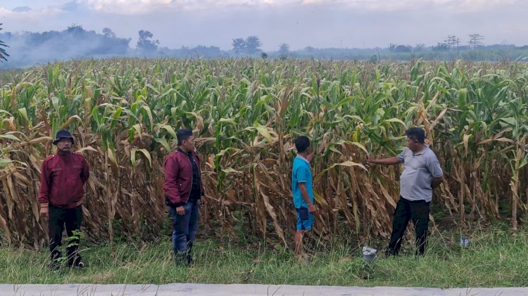 Polsek Balongbendo Dukung Program Ketahanan Pangan Lewat Pendampingan Panen Jagung