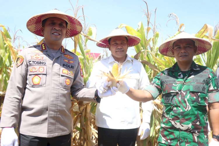 Kabupaten Sidoarjo Dukung Swasembada Pangan, Panen Raya Jagung Kuartal III di Balongbendo