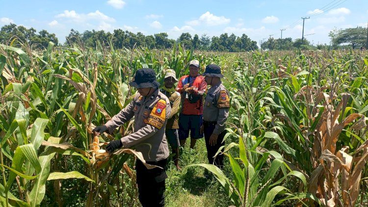Polresta Sidoarjo Dorong Swasembada Pangan, Lahan Jagung di Balongbendo Siap Panen