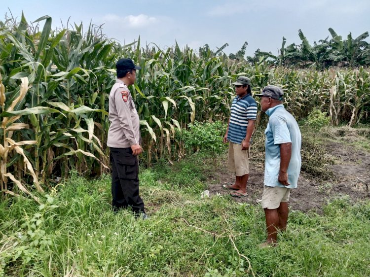 Polsek Balongbendo Tinjau Kesiapan Panen Jagung, Dukung Ketahanan Pangan
