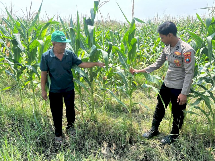 Optimalisasi Program Ketahanan Pangan, Polsek Prambon Dampingi Petani Jagung